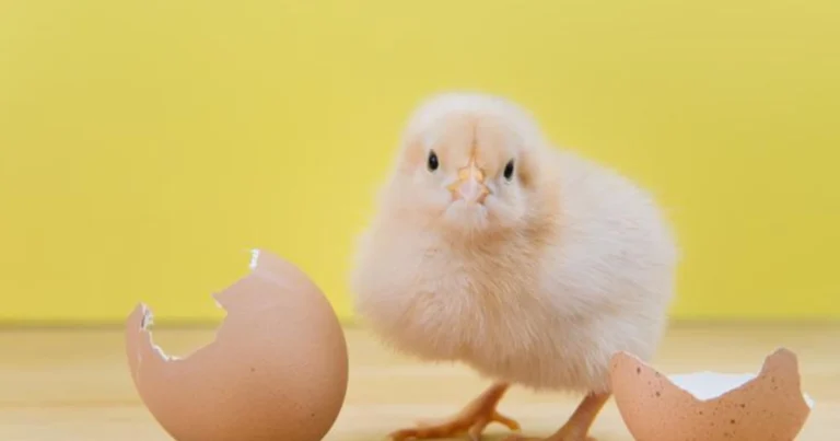 Alimentazione di avviamento per pulcini da 1 a 4 settimane: guida completa per una crescita sana