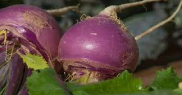 Il valore nutrizionale delle rape: benefici, proprietà e utilizzi consapevoli