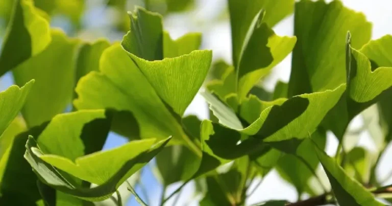 Piante che Favoriscono la Concentrazione: Soluzioni Naturali per la Mente