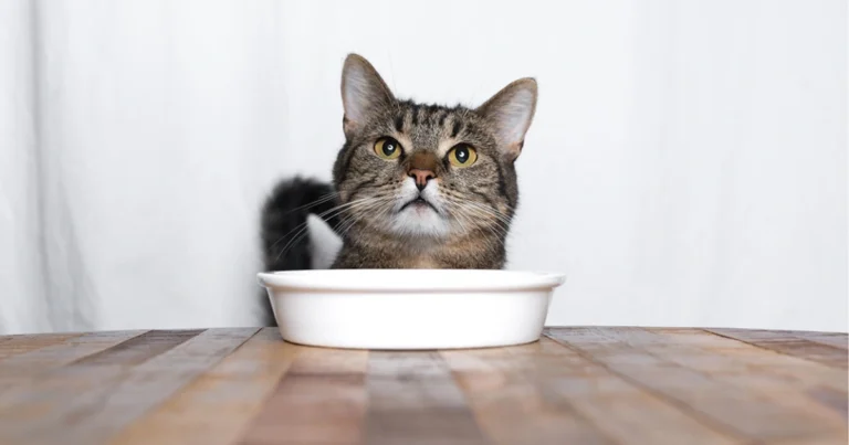 Alimenti da evitare per la salute del gatto