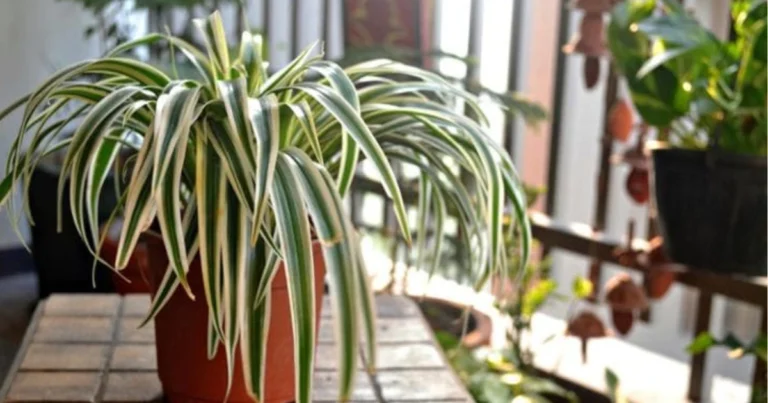 Pianta ragno in casa: benefici, cura e impatto sul benessere domestico