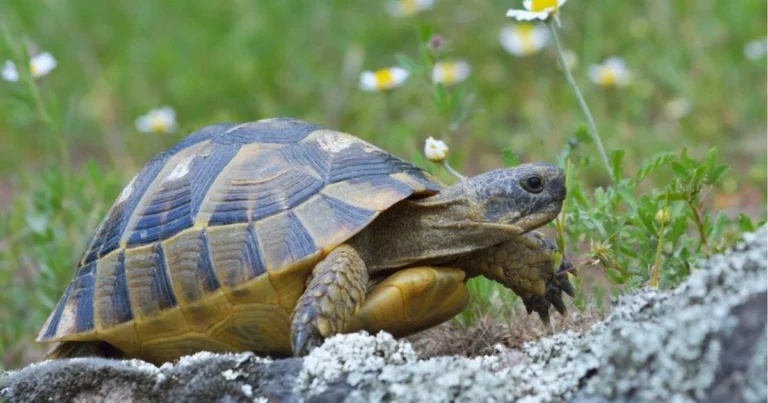 Tre tipi di tartarughe e i loro modi di vita: comprendere davvero le loro esigenze