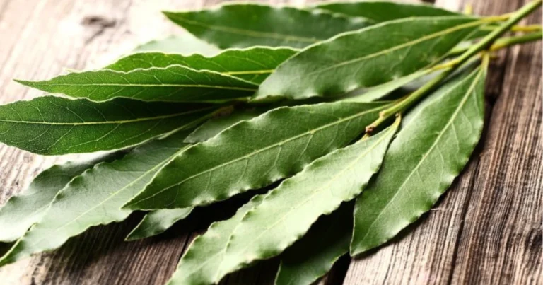 Benefici Tradizionali dell’Alloro: Proprietà, Usi e Valore Nella Vita Quotidiana