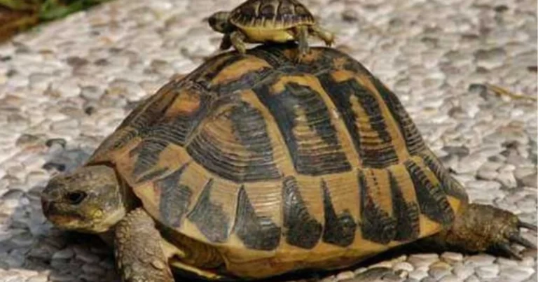 Come sollevare una tartaruga nel modo corretto: guida completa per proteggerla senza farle male