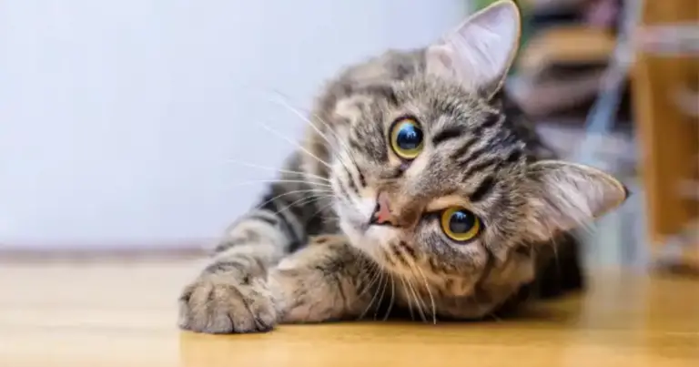 A che distanza gli animali ci vedono: come funziona la vista nel regno animale