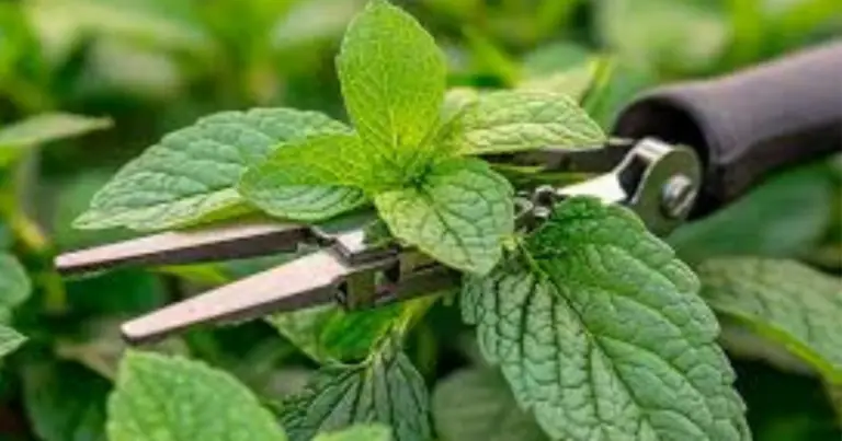 Potare le erbe aromatiche: guida completa per piante più folte, sane e produttive