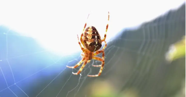 Ragni domestici comuni: guida completa per riconoscerli e capirli