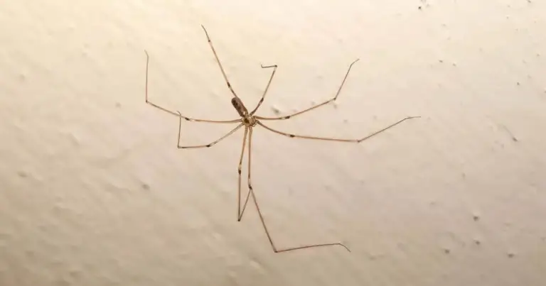 Tipi di ragni domestici: guida completa per riconoscerli e capire se sono pericolosi