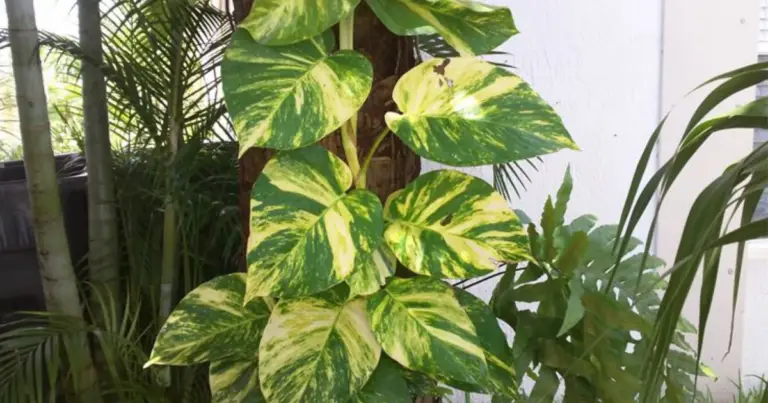 Consigli per far crescere la jiboia rapida e bella piena: guida completa alla cura del pothos