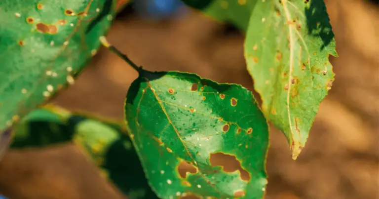 Carenze nutrizionali delle piante: come leggere le foglie per capire la salute del verde