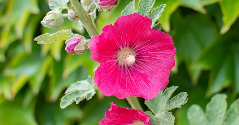 Rose trémières commestibili: come coltivare e usare le malvarose in giardino e in cucina