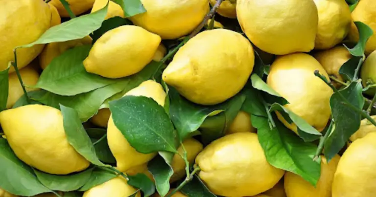 Elisir naturale per il limone: come favorire una fioritura continua e frutti sani