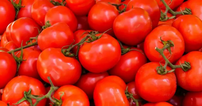 Piante consociate al pomodoro: come migliorare salute e produttività dell’orto