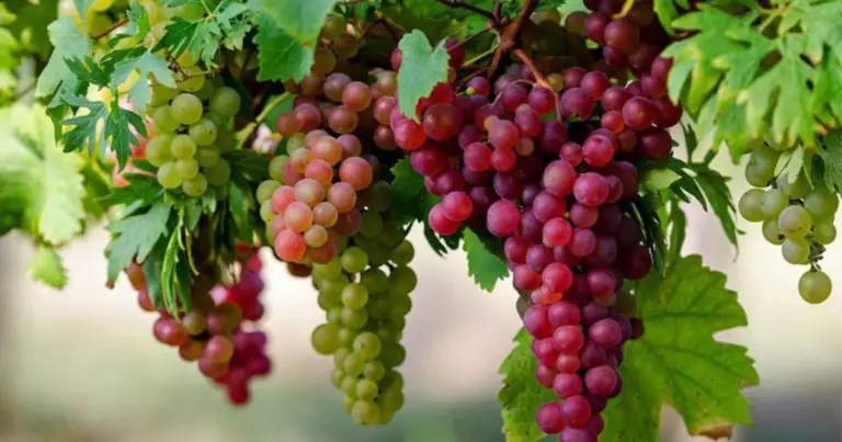 Alimenti e organi del corpo: come il cibo sostiene il benessere in modo naturale