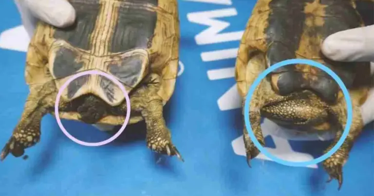 Come distinguere una tartaruga maschio da una femmina: guida completa e affidabile