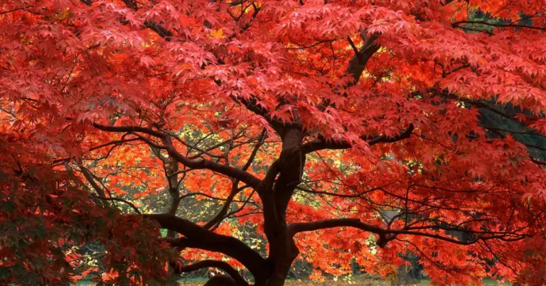 Alberi a crescita rapida per il giardino: creare ombra e verde in poco tempo