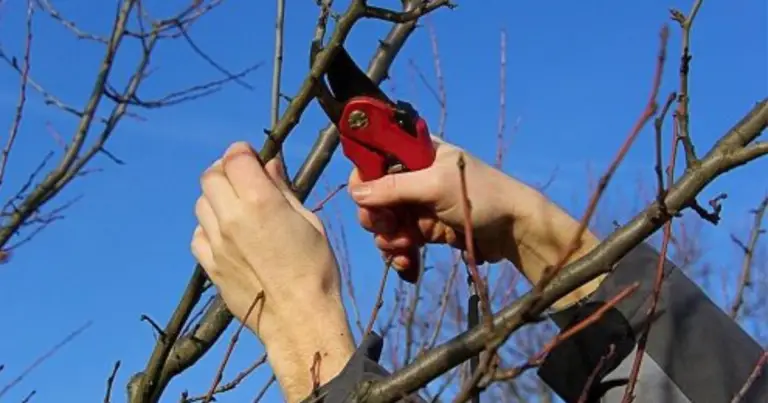 Potatura dell’albicocco: guida completa anno per anno per una produzione sana e abbondante