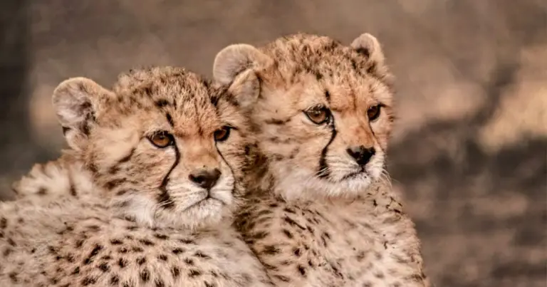 Felini: bellezza selvaggia ed eleganza naturale nel mondo dei gatti