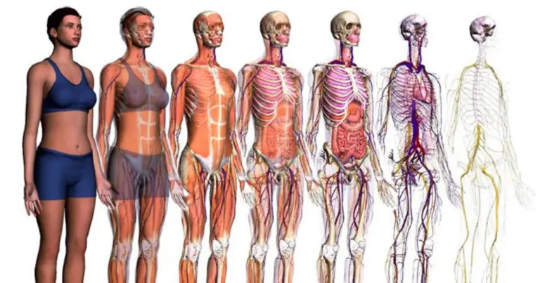 Corpo umano: numeri essenziali per capire l’anatomia in modo semplice