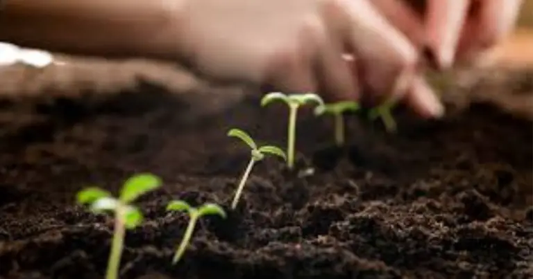 Cura delle piante da interno: guida completa per farle crescere sane e forti