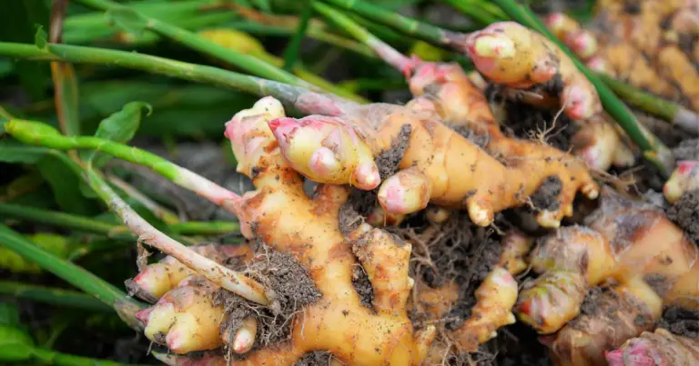 Coltivare lo zenzero in casa: guida completa dalla radice alla pianta