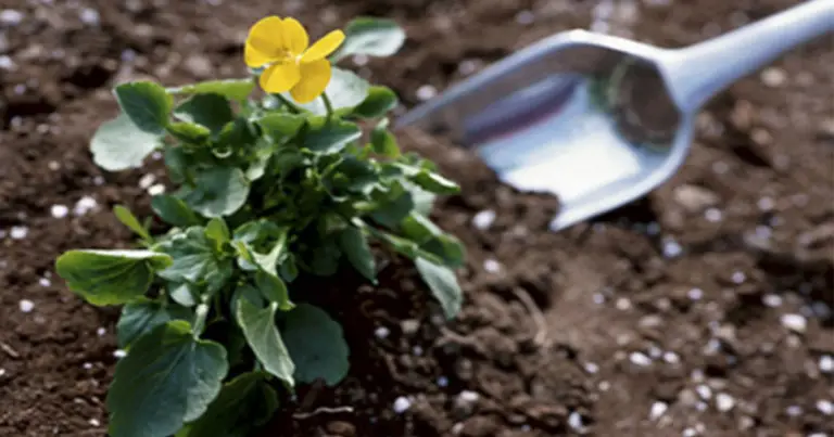 Fertilizzanti naturali per il giardino: come nutrire le piante in modo sostenibile ed efficace