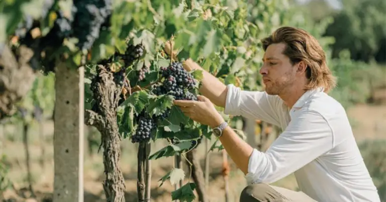 Sistema di allevamento della vite a cordone: guida completa per una coltivazione ordinata e produttiva