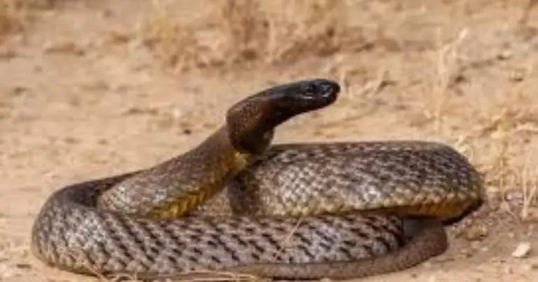 Animali più letali per l’uomo: una classifica basata sui dati reali