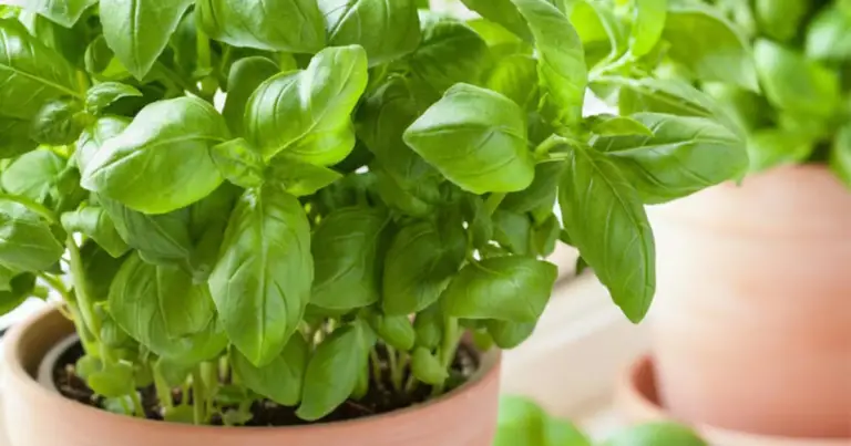 Come potare il basilico correttamente per una pianta più folta e produttiva