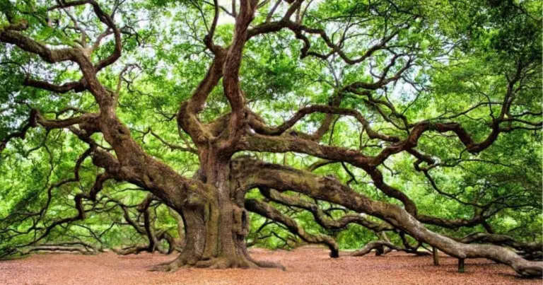 Le virtù spirituali degli alberi: un percorso di connessione interiore attraverso la natura