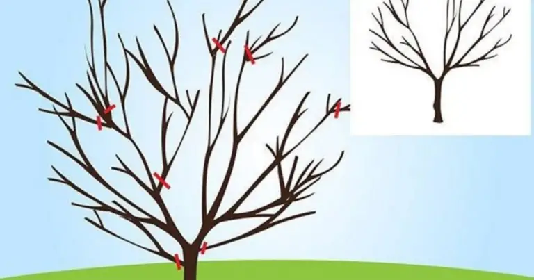 Potatura corretta degli alberi: guida completa per una crescita sana ed equilibrata