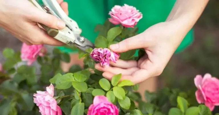 Potatura delle rose: guida completa per piante sane, equilibrate e ricche di fiori