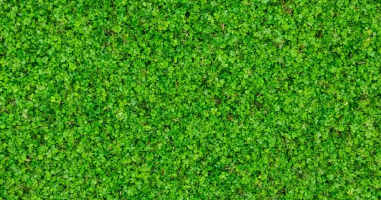 Alternative sostenibili al prato tradizionale: come creare un giardino bello, resistente e a basso consumo