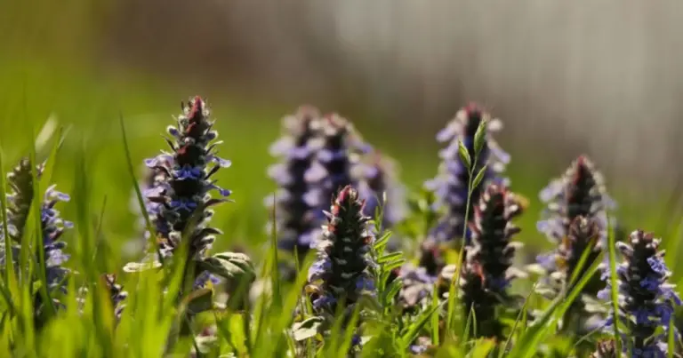 Piante tappezzanti a crescita rapida: la soluzione naturale contro le erbacce