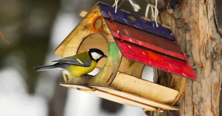 Come aiutare gli animali selvatici durante l’inverno in modo sicuro e responsabile