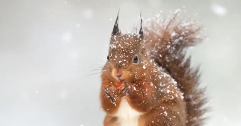 Animali che si rifugiano nel giardino in inverno: perché non disturbarli e come proteggerli