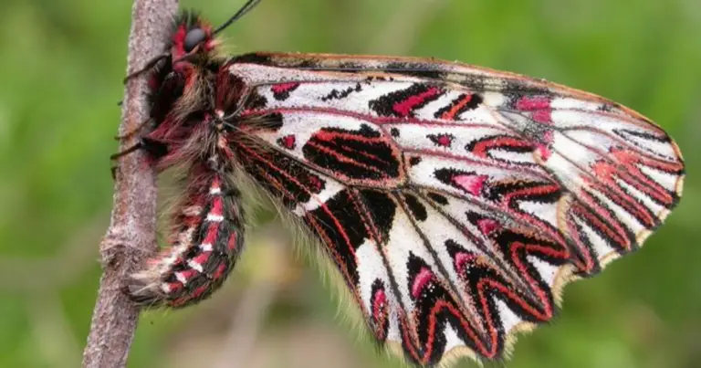 Farfalle europee e larve: come riconoscerle e comprendere il loro ciclo di vita