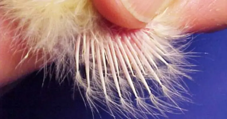 Come riconoscere il sesso dei pulcini dalle piume dell’ala