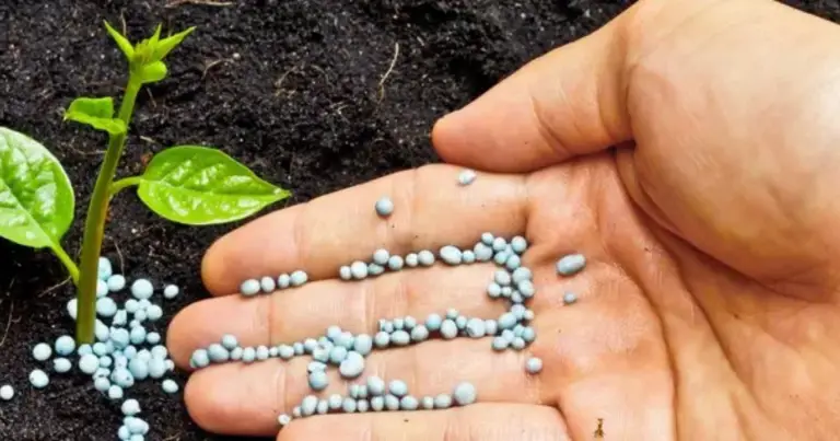 Fertilizzanti naturali per piante: come scegliere quello giusto in modo sostenibile