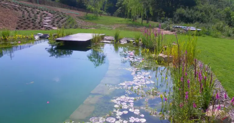 Piscina naturale: cos’è, come funziona e perché sceglierla per il tuo giardino