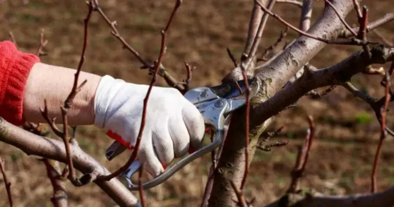 Potatura e formazione degli alberi da frutto a spalliera: guida completa per una crescita ordinata e produttiva