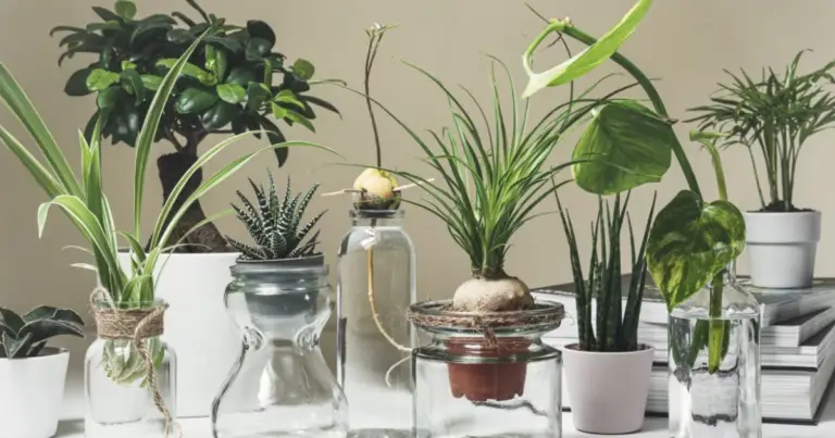 Piante da appartamento che crescono in acqua: guida completa alla coltivazione senza terra
