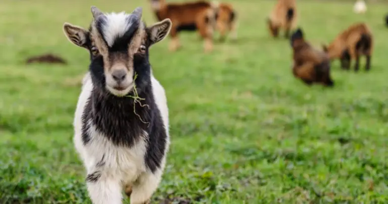 Aspettativa di vita degli animali da fattoria: quanto vivono davvero e da cosa dipende