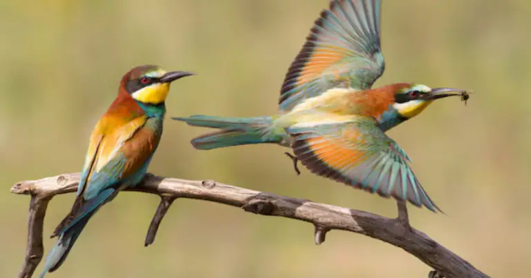 Piante per attirare uccelli e fauna selvatica nel 2026: come creare un giardino ricco di biodiversità