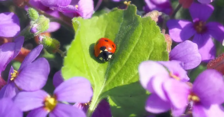 Aiuola rifugio per colibrì: come progettare un angolo di giardino ricco di nettare e biodiversità