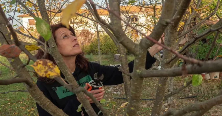 Potatura di fine estate: 6 alberi da frutto che beneficiano di un taglio leggero prima dell’autunno