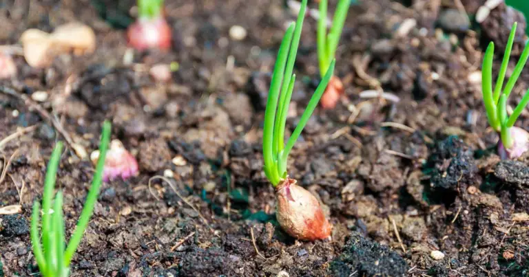 Quali semi piantare a gennaio: guida pratica per avviare l’orto in casa e partire in vantaggio