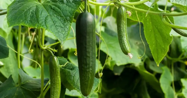 Cetrioli in poco spazio: 6 sostegni verticali facili per un raccolto più pulito e abbondante