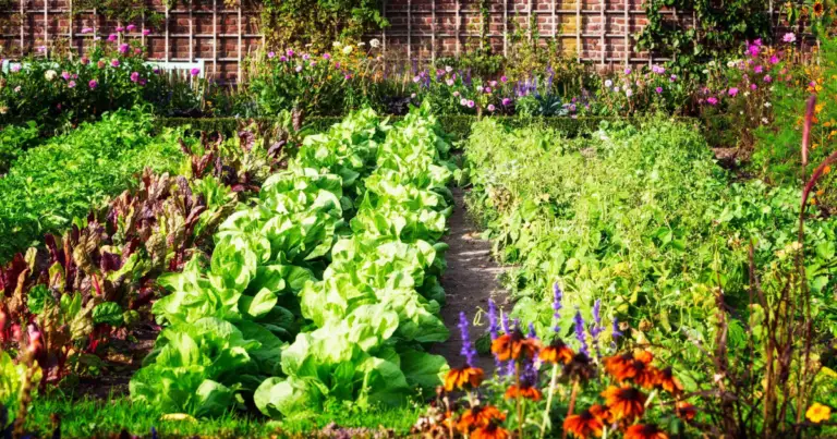 Consociazioni nell’orto rialzato: abbinamenti che funzionano davvero