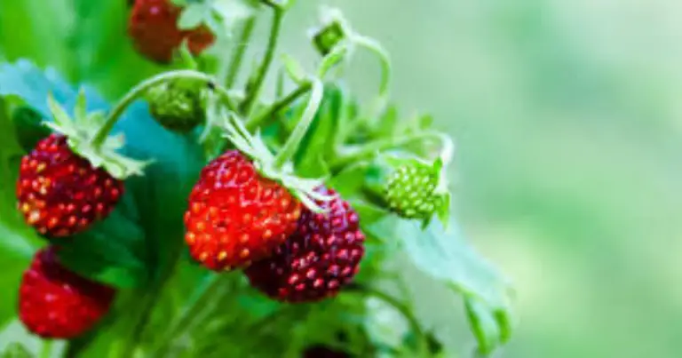 Frutti tropicali in vaso: cosa coltivare sul terrazzo e come ottenere raccolti veri